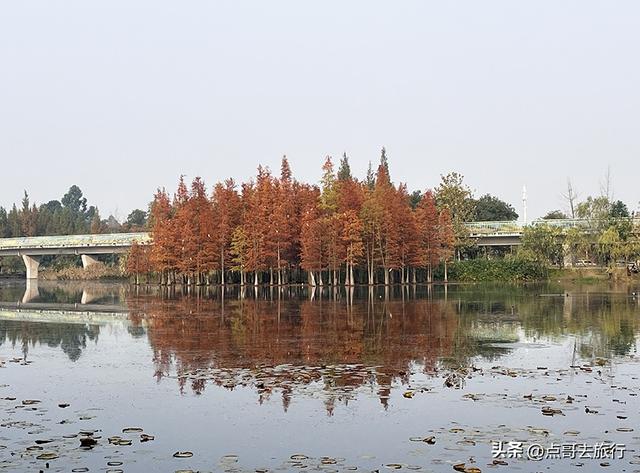 成都最美水杉红了，染红了湖面，不要门票，地铁公交直达！