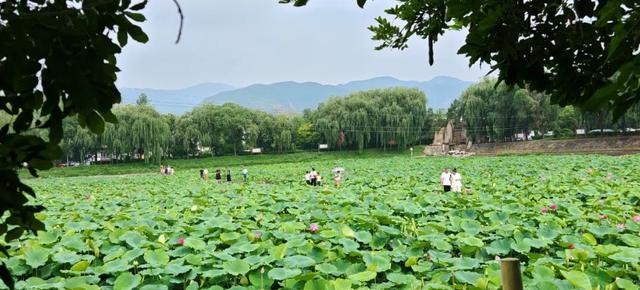 【文明旅游】太原：难老泉润稻荷香