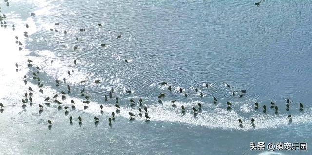 天山南麓现奇观，野鸭成群越冬，西北严寒中绽放生命奇迹