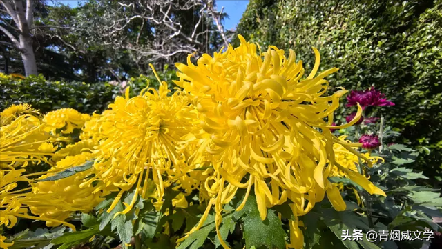 趵突菊韵 锦绣泉城