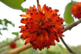 俗称“补肾果”，长得像杨梅的野果子，它就是大名鼎鼎的楮实子图片