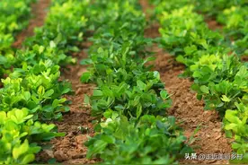 种花生选起垄还是平床？老农经验告诉你答案图片