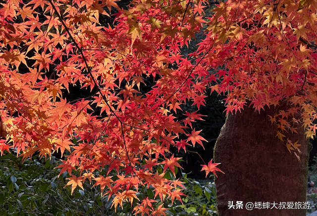 这个杭州“超绝枫叶地”真棒，人少景美中式拉满，免费且跨越时空