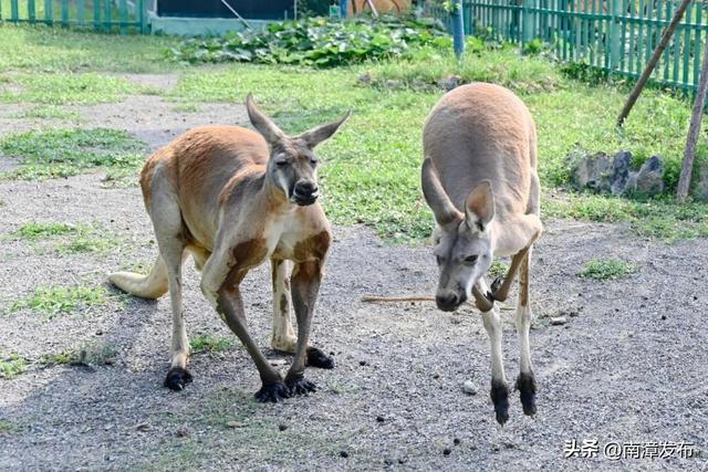 限时福利！南漳金秋菊展结束倒计时，入园参观送菊花……