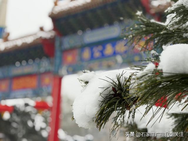 雪落枝头 邂逅石家庄公园罕见春景