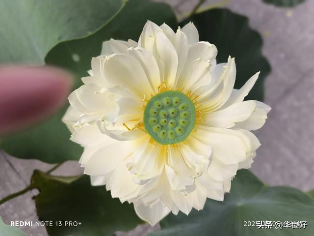 花艳叶新 “荷”你相遇——古漪园观荷记