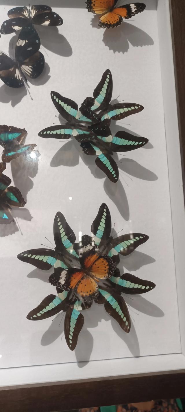 西安长安云昆虫展你来了吗