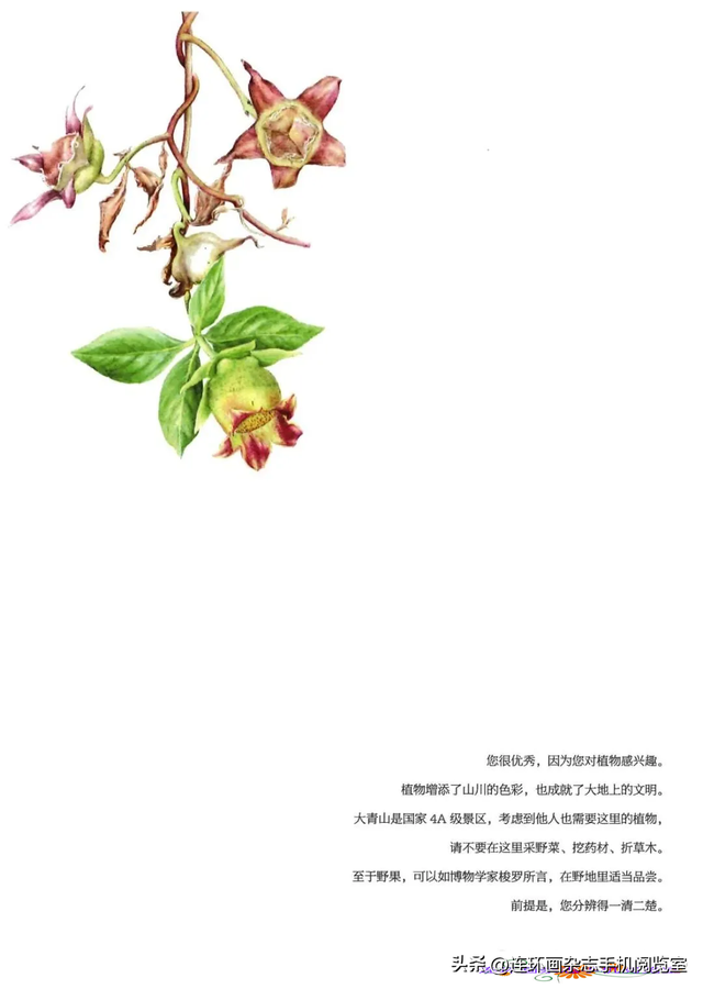 《青山草木》页选03