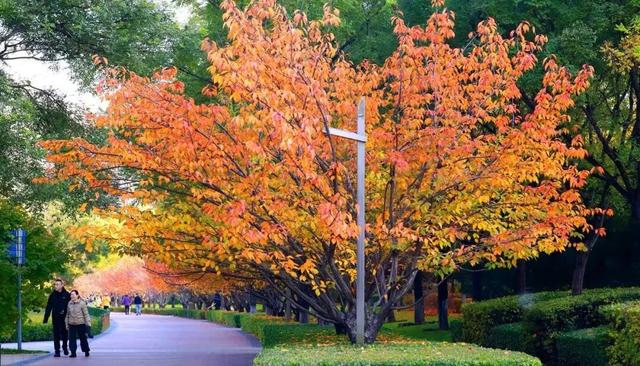 赏“秋”正当时！来太原这个公园遇见最美秋日