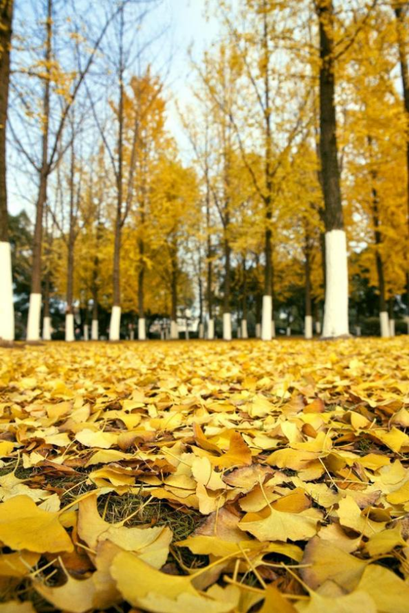 宁波秋色已“加载”80%！收好这份“金色地图”，随时打卡