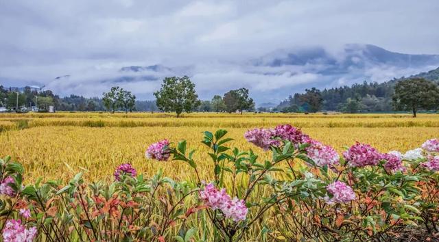 宏村稻浪翻涌时，绣球正盛开 | 皖美秋日