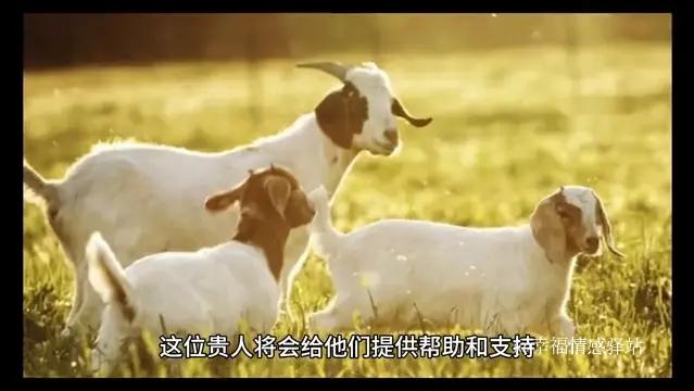 生肖羊:有两个人要“闯”进你的生活，一个给钱，一个给爱