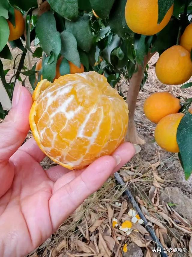 冬日“甜妹”C位出道!新洲草莓采摘指南来啦~