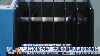 首次上天！4只小鼠已选定→