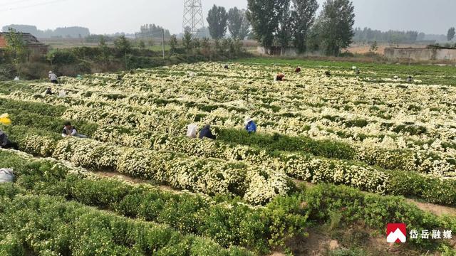 文化中国行丨寒露时节探访范镇：菊花绽放韵味悠长