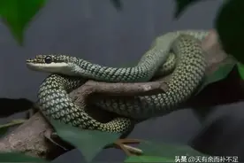 西藏民间故事：毒蛇盘踞泉水的传说图片