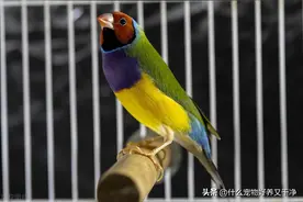 想养一只鸟？先做这些功课，知道这些知识，你的鸟会养的更好！图片