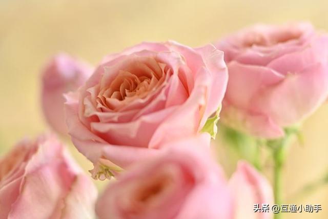 尼康“NIKKOR Z 24-120mm f/4 S”快速评测：尼康经典标准变焦镜头