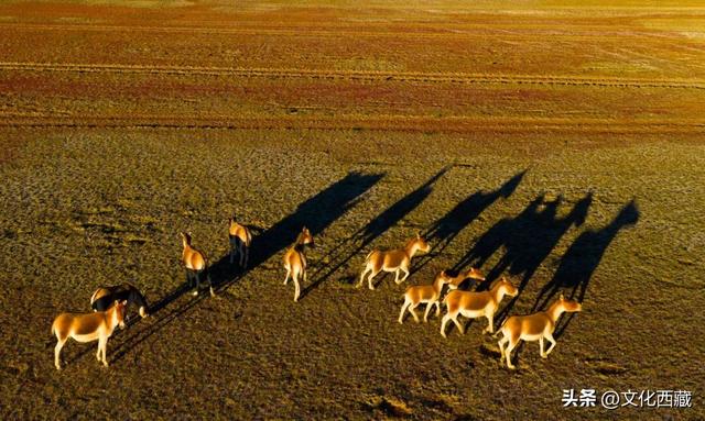 疯狂心动！哲古草原秋日限定景观，藏着西藏最野的浪漫！