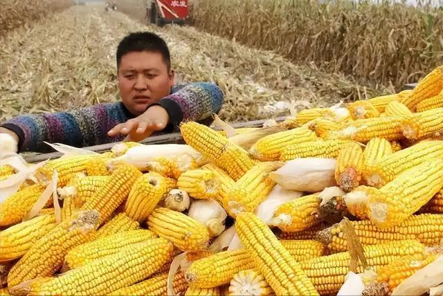 200万吨大豆烂港！巴西赌中国离不开它，却忘了中国早握3张王牌