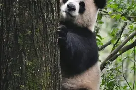 陈园润女士这令熊窒息的母爱啊，现在熊大十八变一脸的富贵相图片
