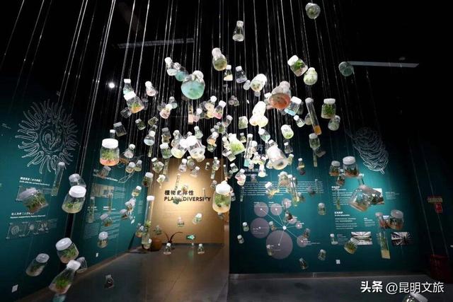 探索自然野趣、探秘植物王国……带孩子来昆明避暑，走这条线路必游！