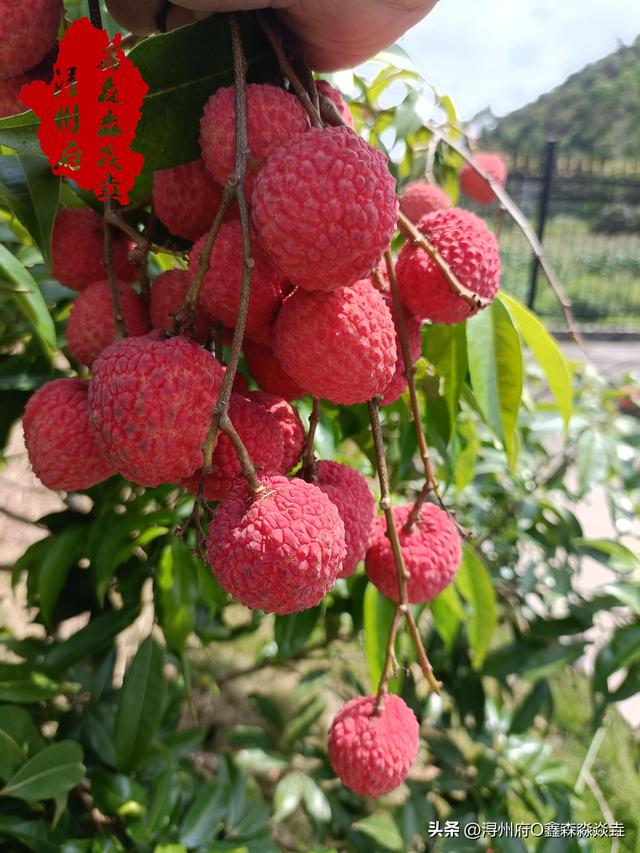 桂平人文：麻垌，第一个荔枝之乡，种植面积最大镇，存在感却最低