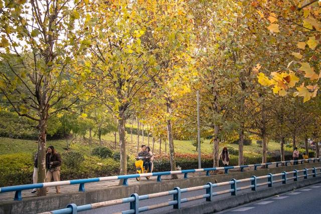 轨道直达！重庆“顶流”梧桐大道已经美到next level了！