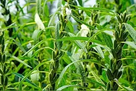 芝麻种植的最佳时间和方法，你知道吗？掌握这5点亩产轻松超300斤图片