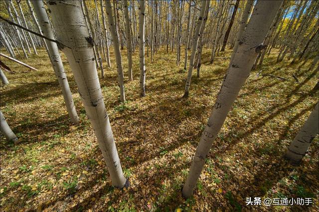 老蛙12mm F2.8 Zero-D 评测——一款存在明显妥协的超超广角定焦镜头