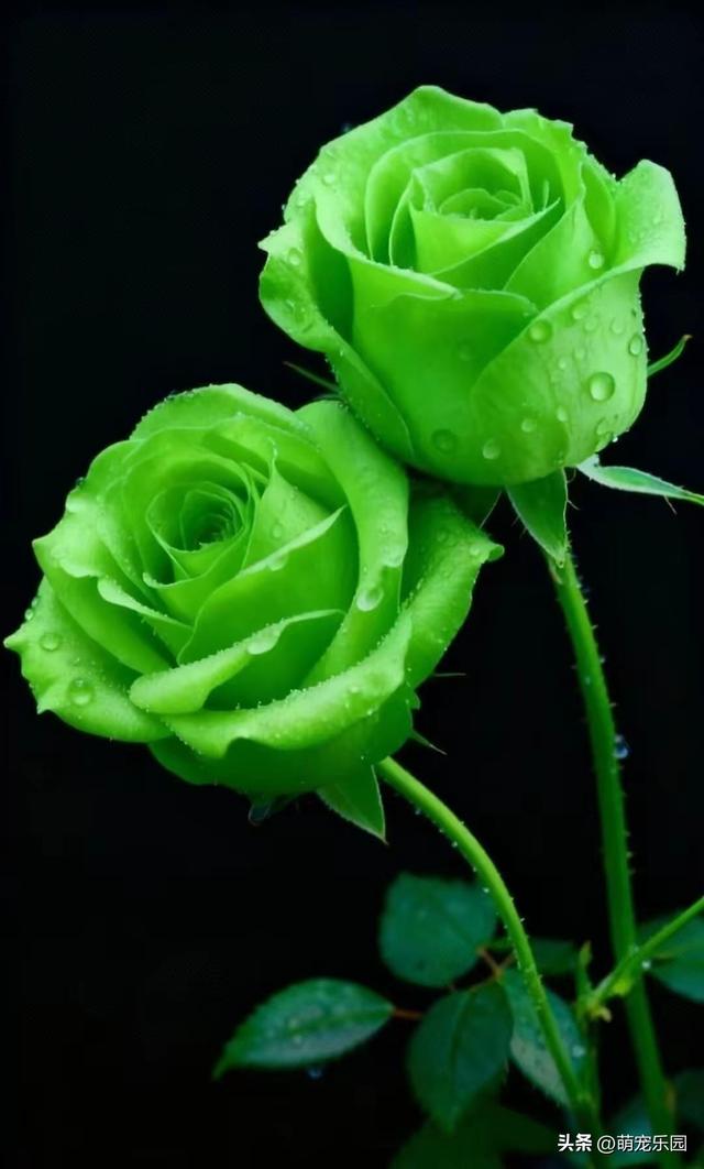 雨丝洒向大地，白花红花不期而遇，这份美好让人心灵震撼