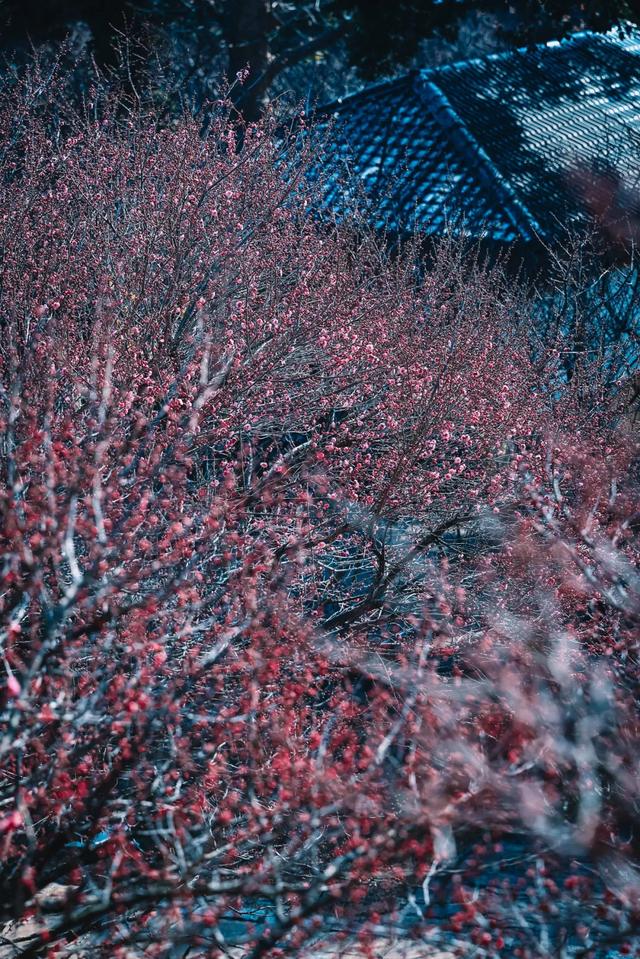 无锡梅园最新公告！