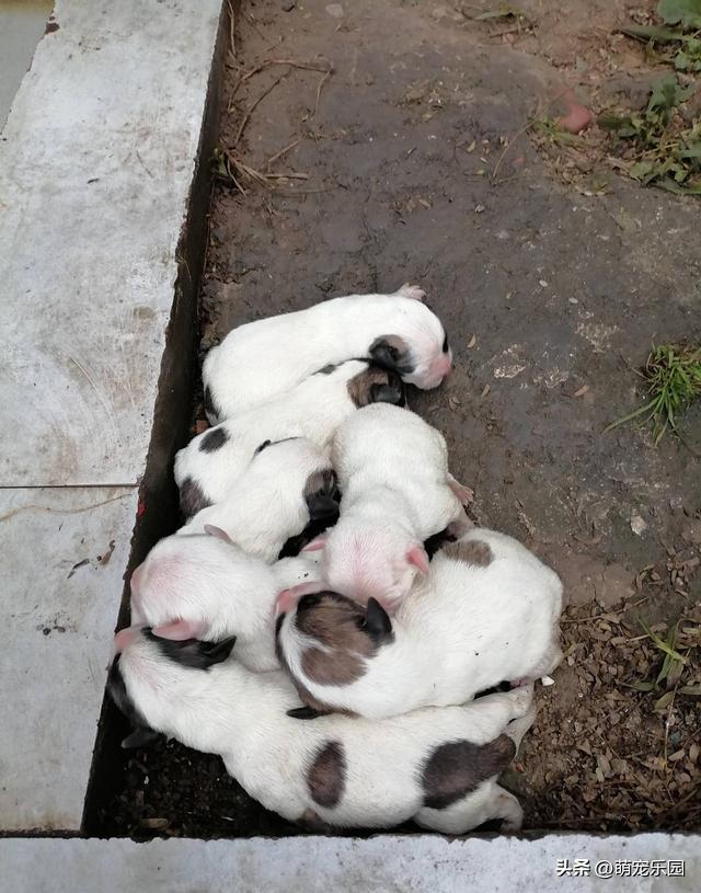 深夜垃圾桶旁发现7只弃犬，两小时喂一次奶	，30天后我被治愈了