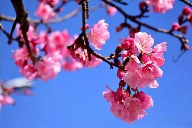 大理“金色童话”背后藏“秘密”