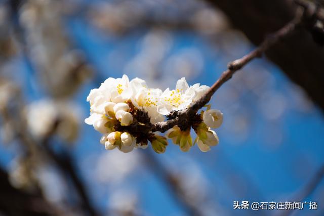 春信至，杏花开满园！石家庄各大公园喊你来赏花啦！