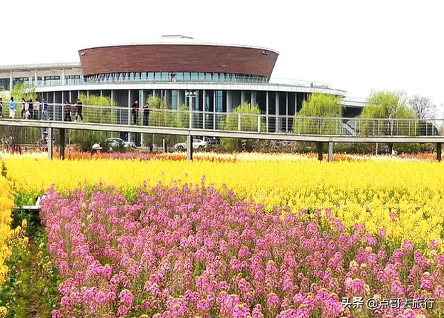 成都最大规模彩色油菜花上线，超级壮观，这5处都不要门票！