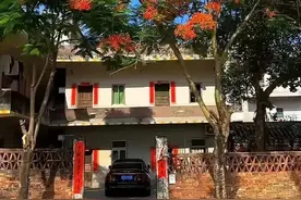 一代天后跳水女皇全红婵的家，两棵漂亮的凤凰树，果真如此！图片