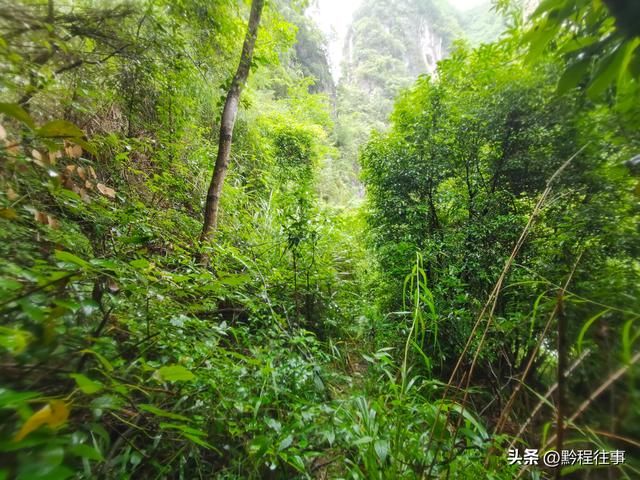 旧时古道，如今人迹罕至；峡谷中间，有一个美丽野瀑布