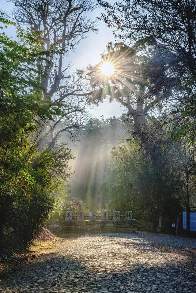 普洱这片茶林，自带“Wi-Fi”