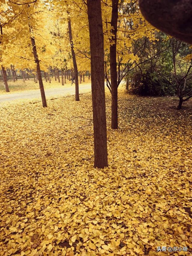 【石家庄】河北经贸大学银杏节预览，随手一拍都是壁纸