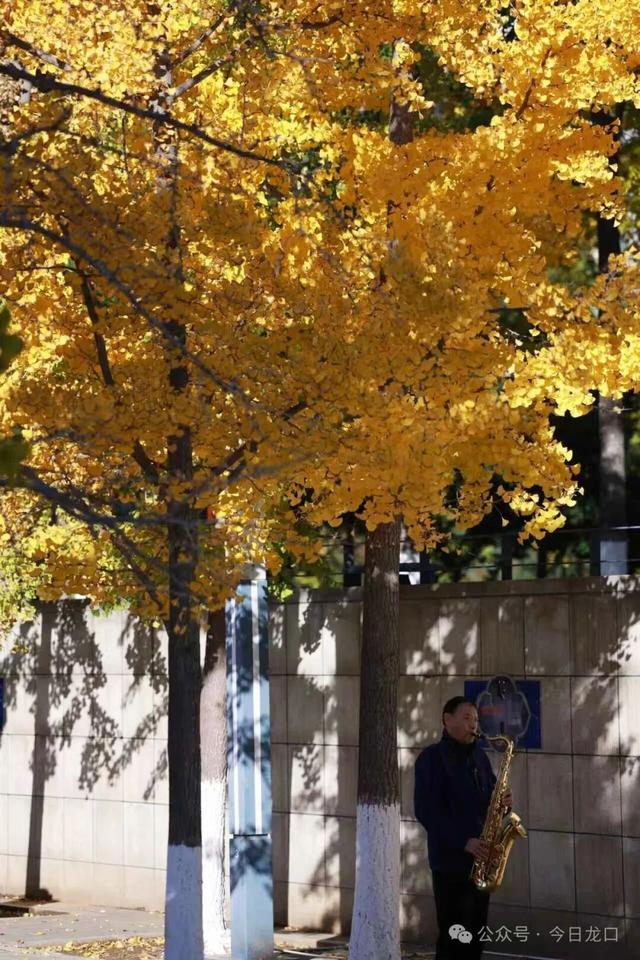 最近，龙口这两个地方美出了新高度！很多人都去打卡~~~