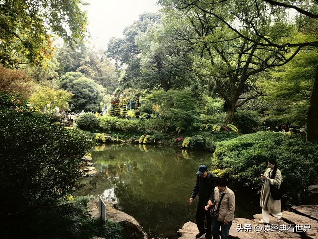 杭州植物园的菊花展——一场关于菊花的饕餮盛宴（二）