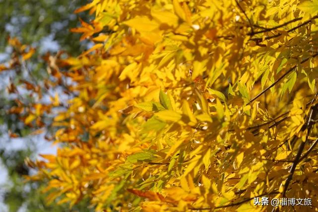 🤏捡捡捡,淄博惊现“捡秋”大神!海岱楼、周村大街…全被捡出来了→