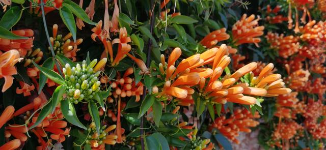 云南昆明 冬藏隐居山野间