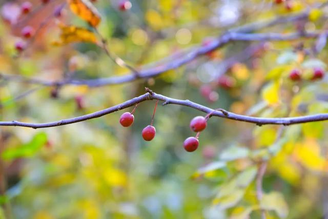 藏不住的惊艳！这座公园正处颜值巅峰