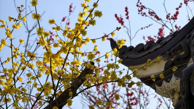 限时“梅”景！郫都这座千年古寺，藏着冬日最治愈的禅意与浪漫