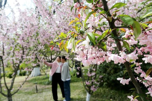 踏青赏花不负春光