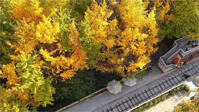 飞阅五华•“杏”运来袭|“云”上赏杏，快来Pick你最心动的“杏”运时刻