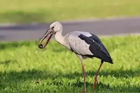 贵阳一景区福寿螺泛滥，引入天敌治理，一口干掉一个，这办法可以图片