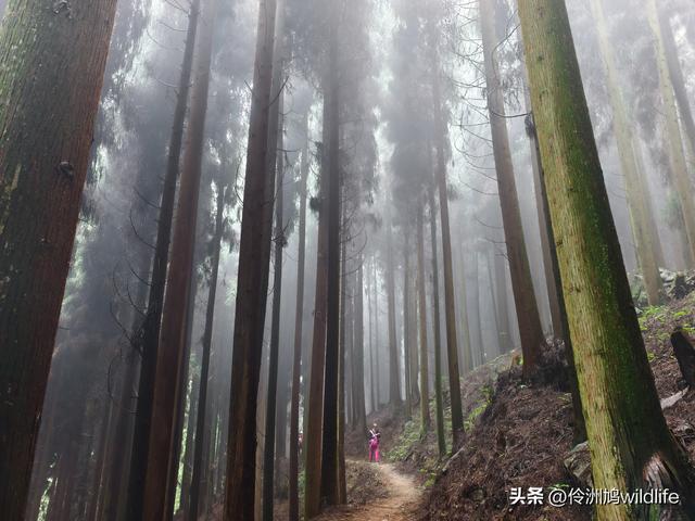 四川行(73)什邡红枫岭徒步到钟鼎寺